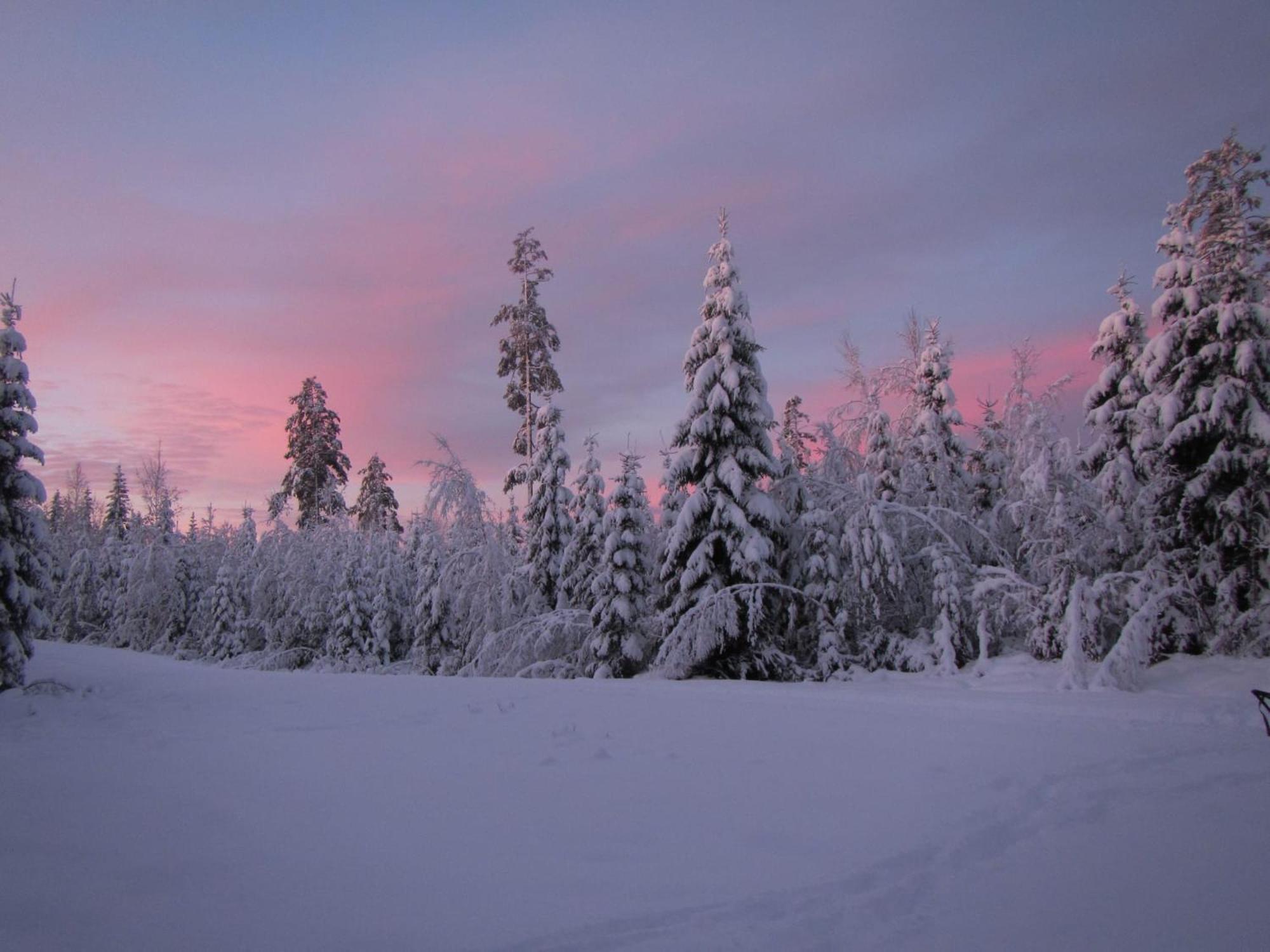 Skog Aurora Igloos Villa Kalix Kültér fotó