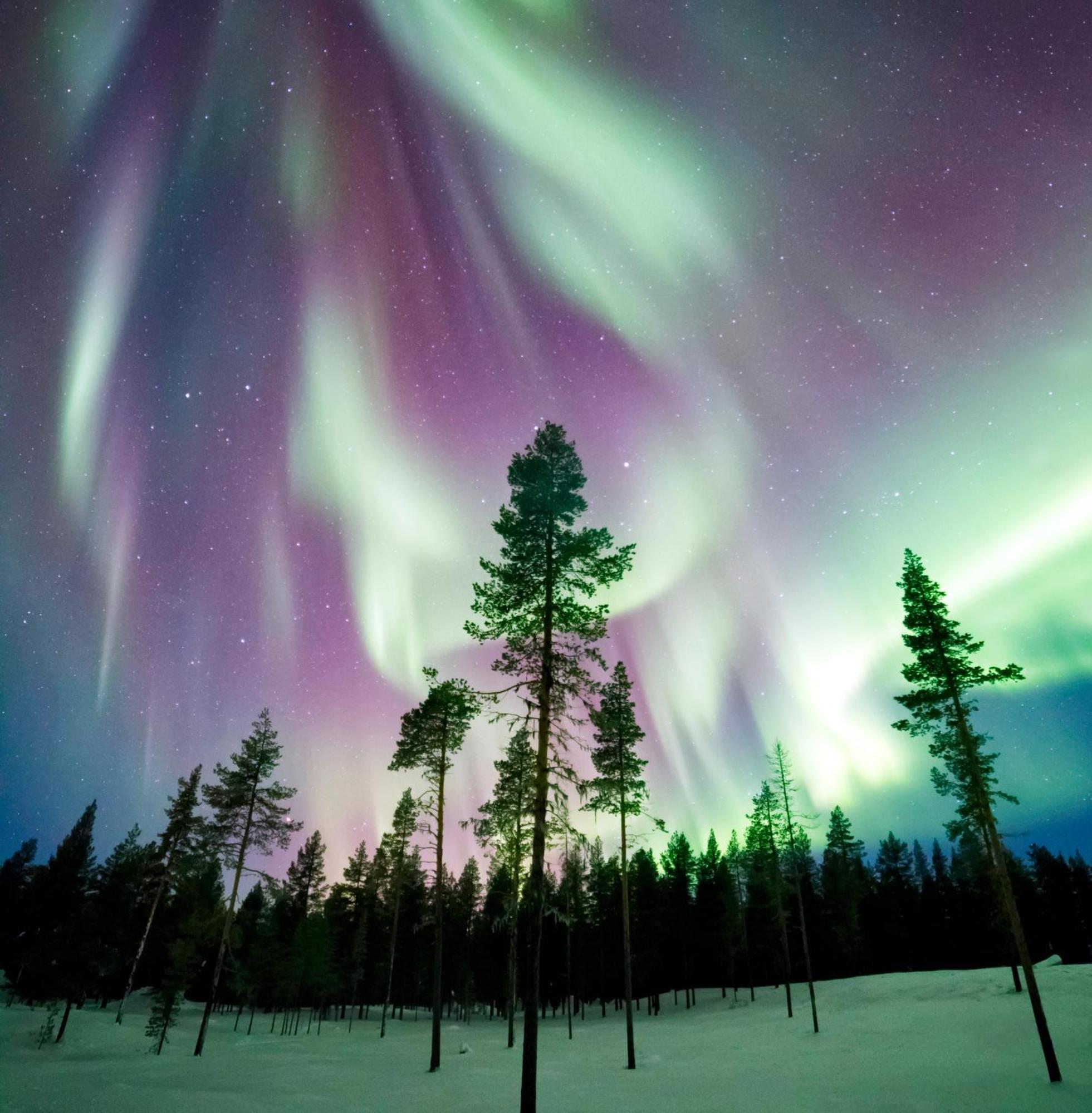 Skog Aurora Igloos Villa Kalix Kültér fotó