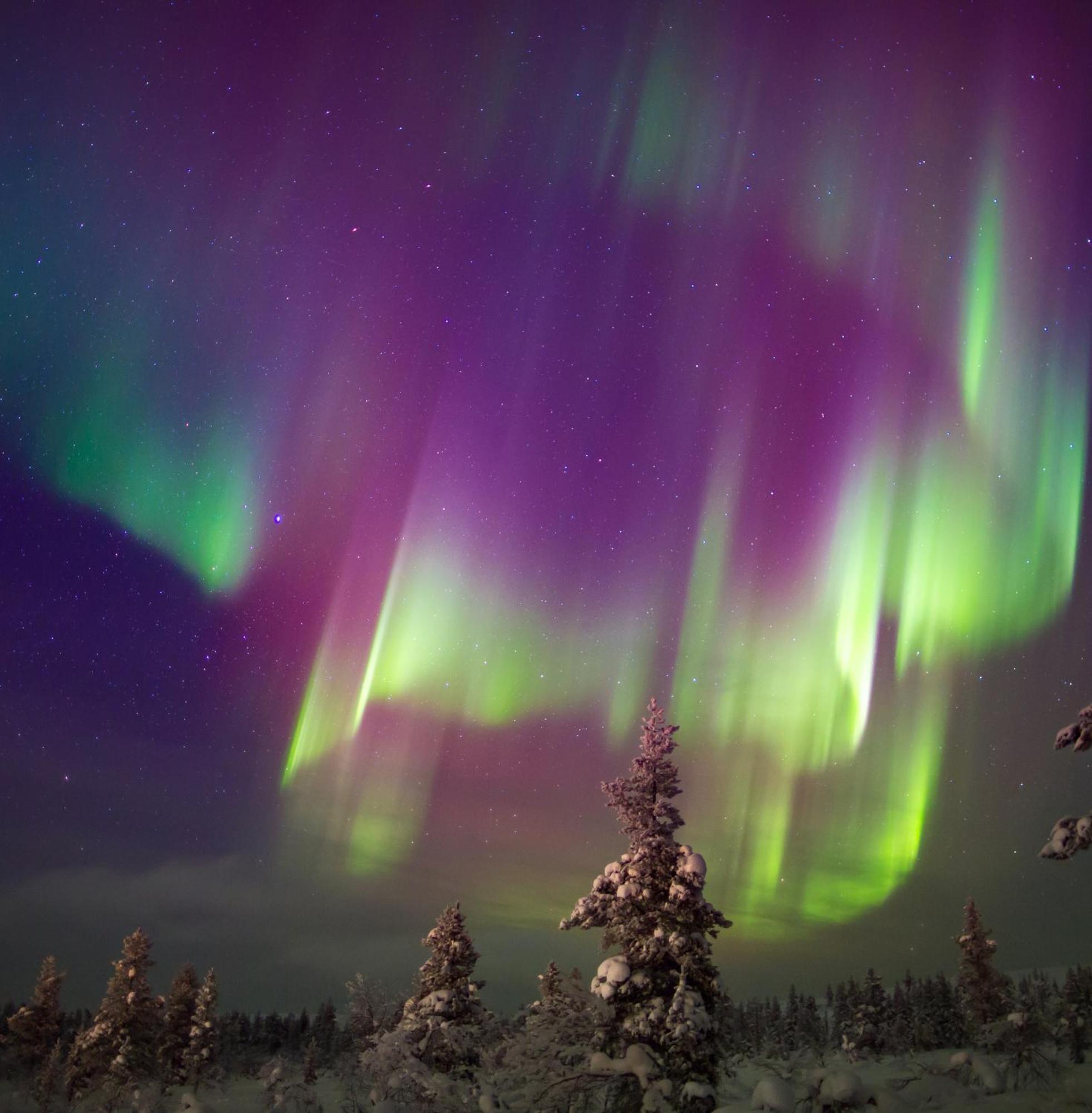 Skog Aurora Igloos Villa Kalix Kültér fotó