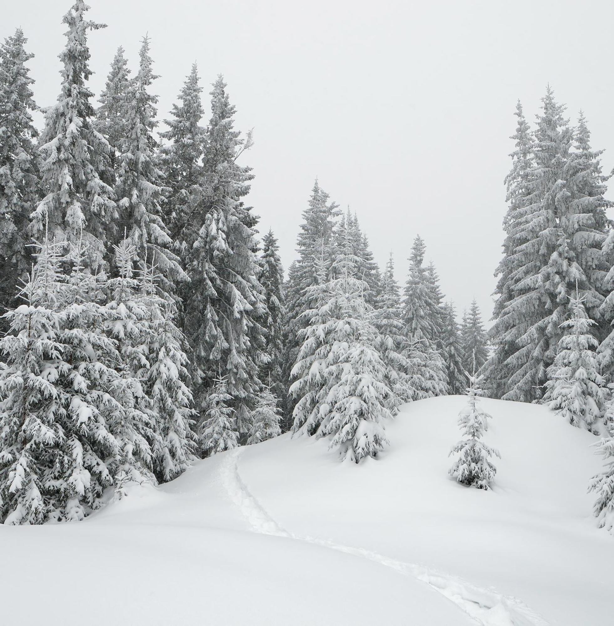 Skog Aurora Igloos Villa Kalix Kültér fotó