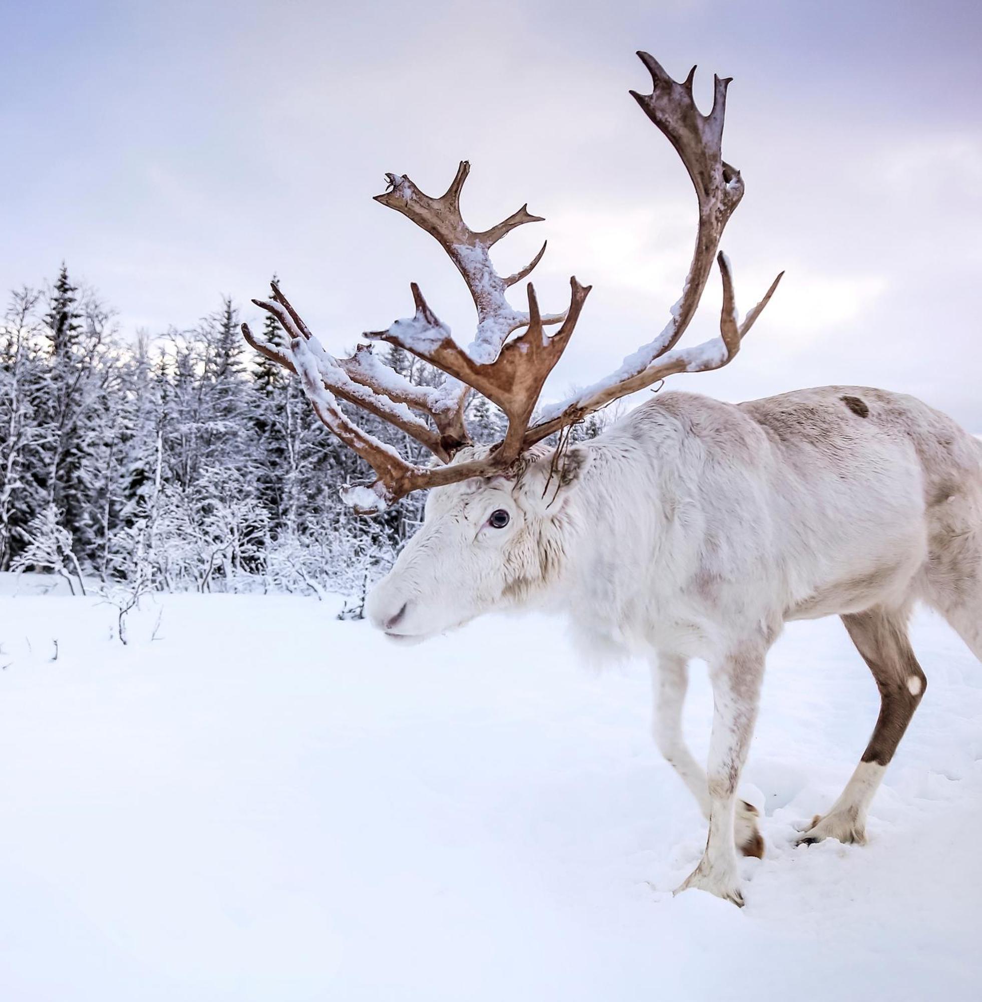 Skog Aurora Igloos Villa Kalix Kültér fotó