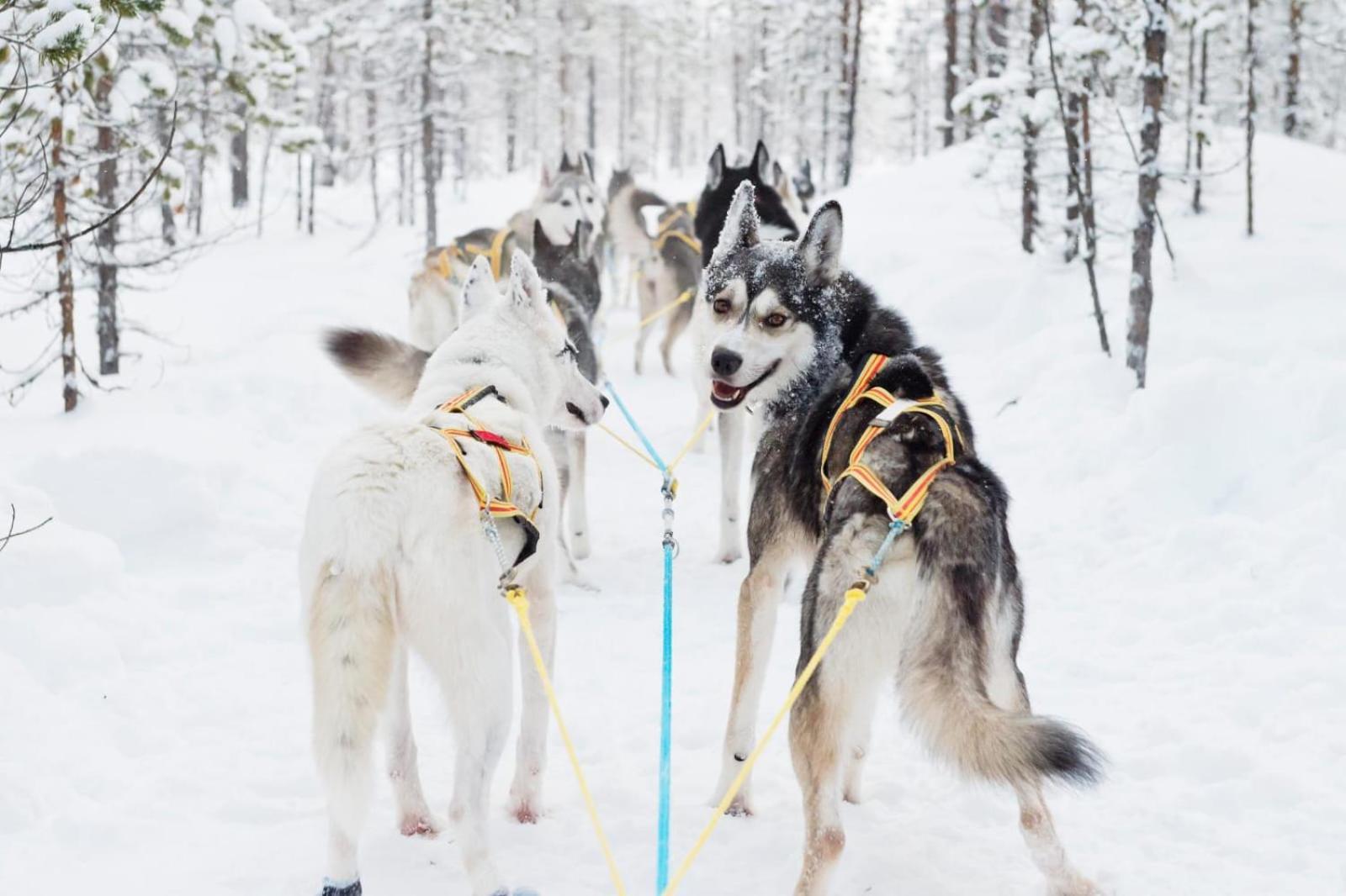 Skog Aurora Igloos Villa Kalix Kültér fotó